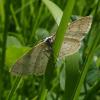 Scopula immutata